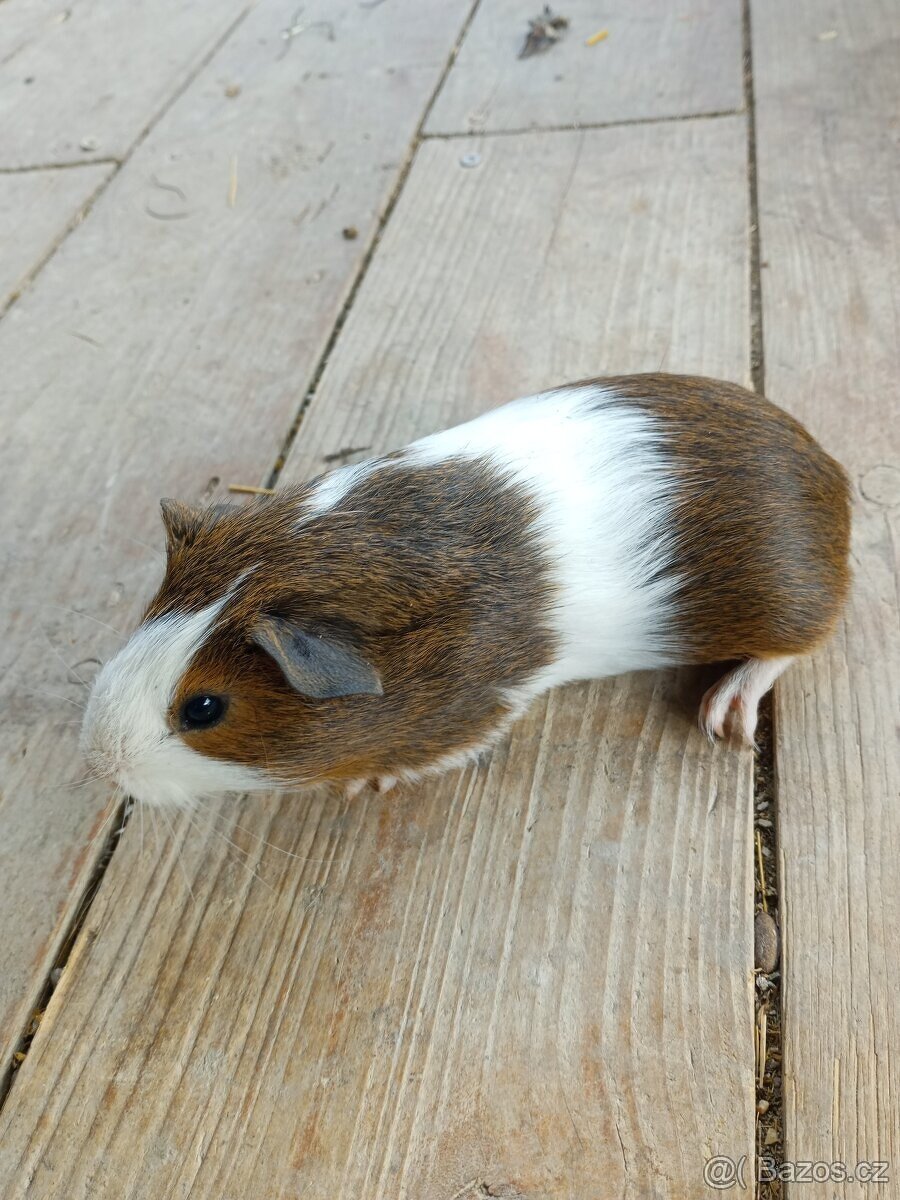 Morčata - samečci - 3