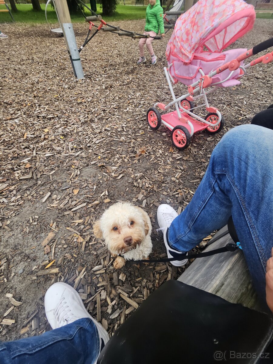 Nabizim ke kryti maltipoo bez pp - 3