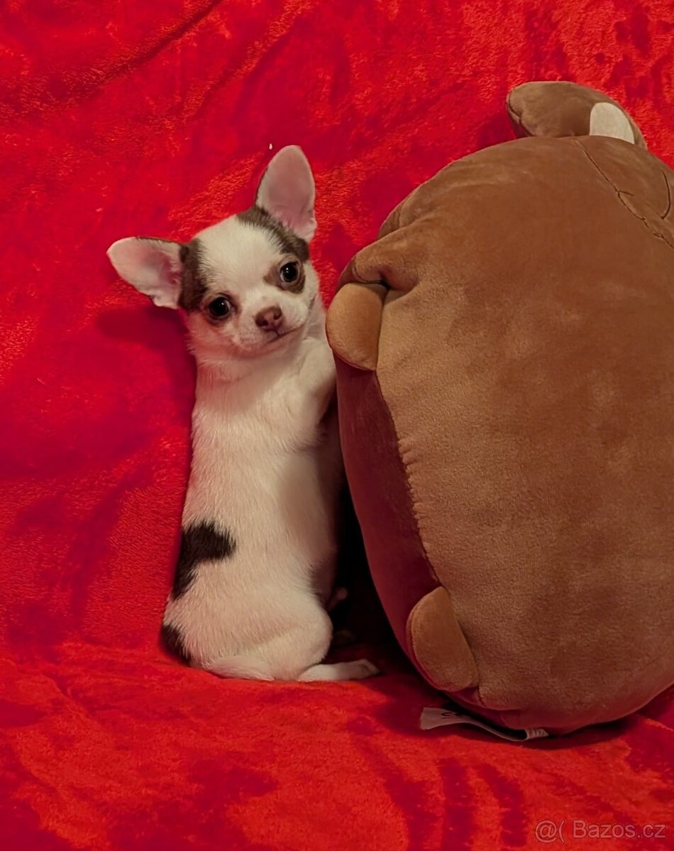 Čivava krátkosrstá s PP - 3