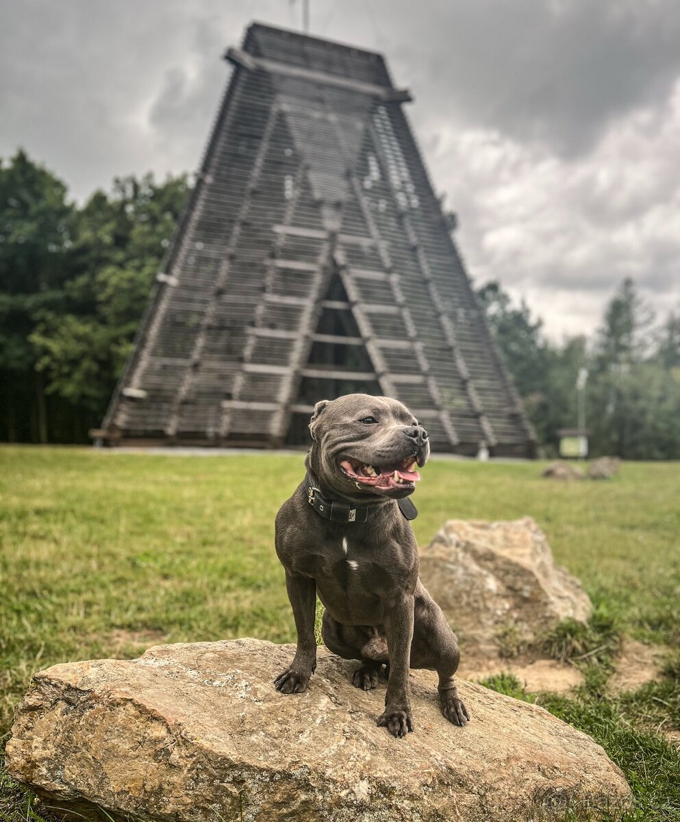 Stafordšírský bulteriér s PP - krytí chovným psem - 3