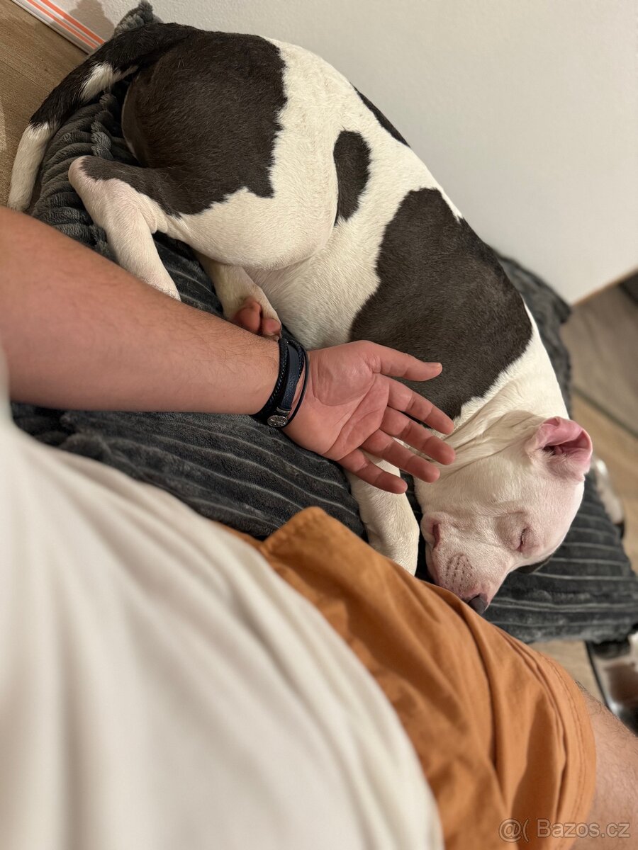 Americké stafford - 3