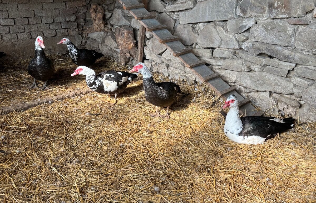 Bedřich - pižmovky - 3