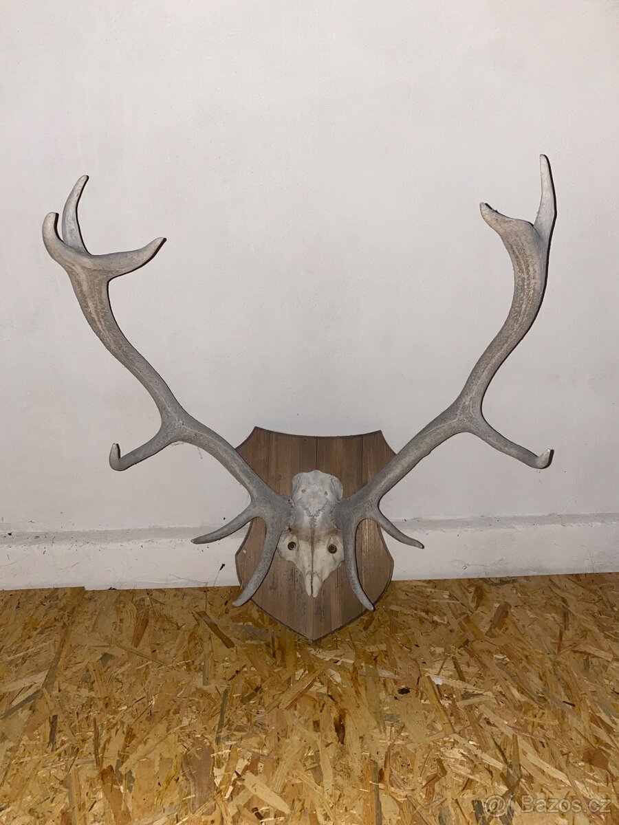 Nástěnné paroží - 3