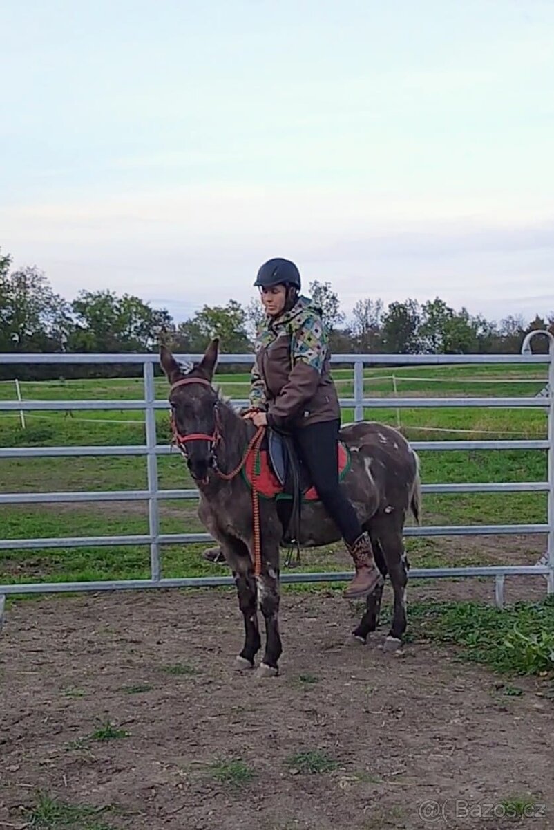 Mula, atraktivní valach - 3