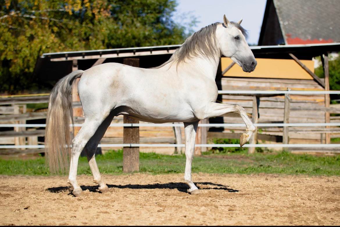 Na prodej španělský PRE hřebec - 3