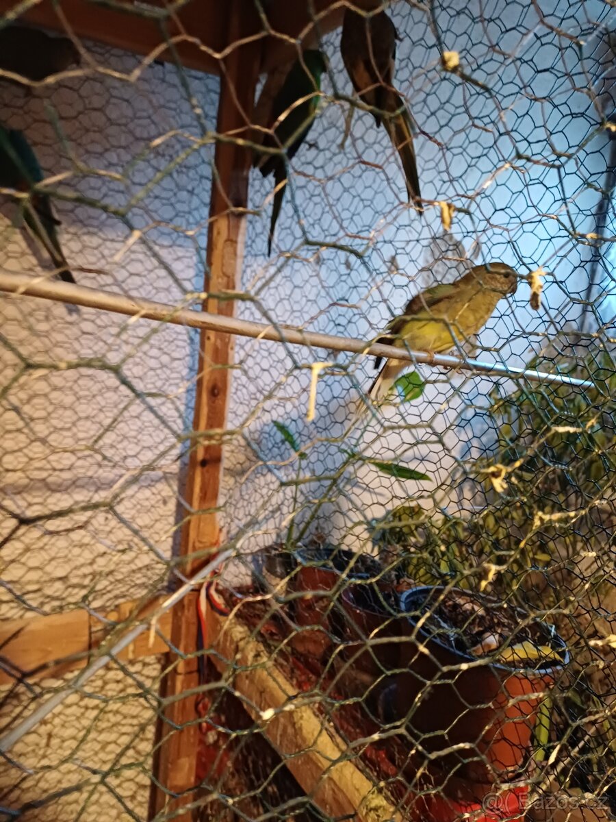 Nabizim papousky zpevave - 3