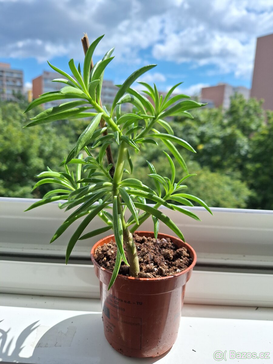 Zakořeněné sukulenty - 3