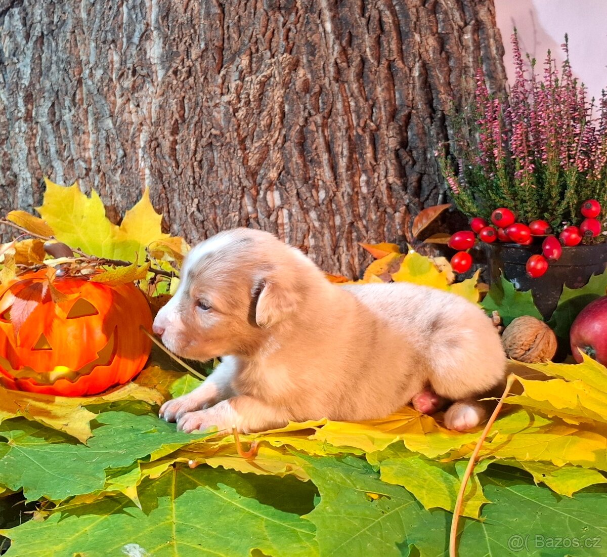 Australský ovčák s PP - 3