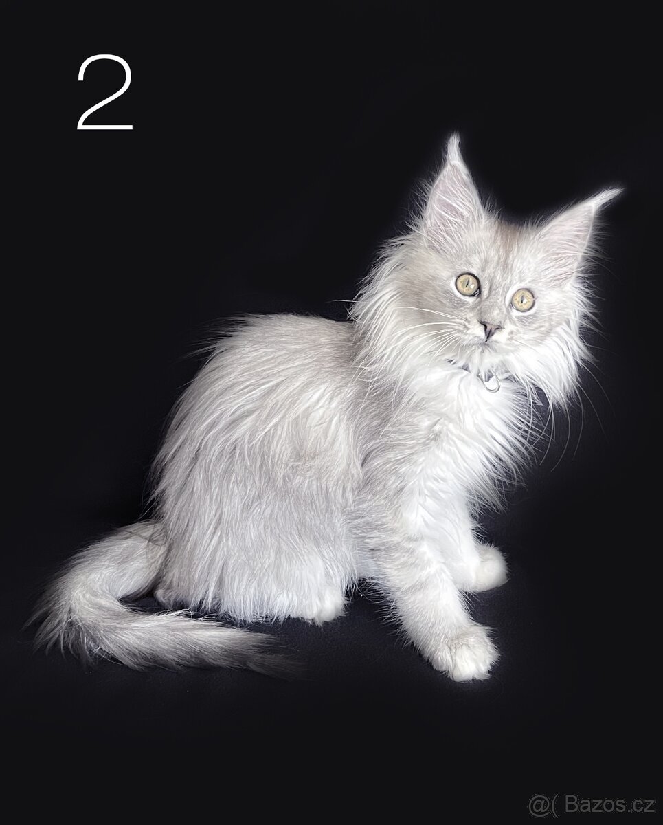 Mainská mývalí koťátka bez PP - 3