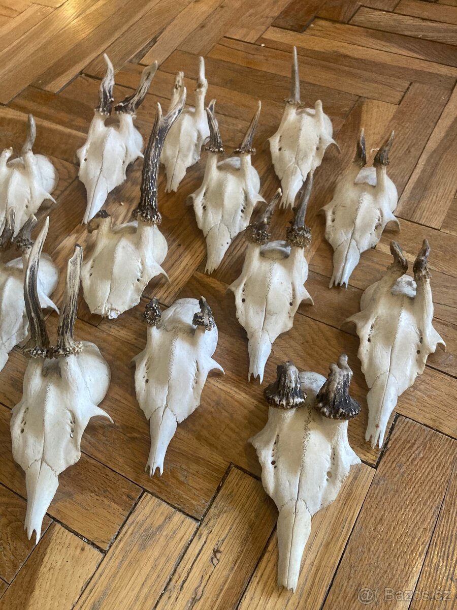 13ks srnčí trofeje, paroží na stěnu, dekorace - 3