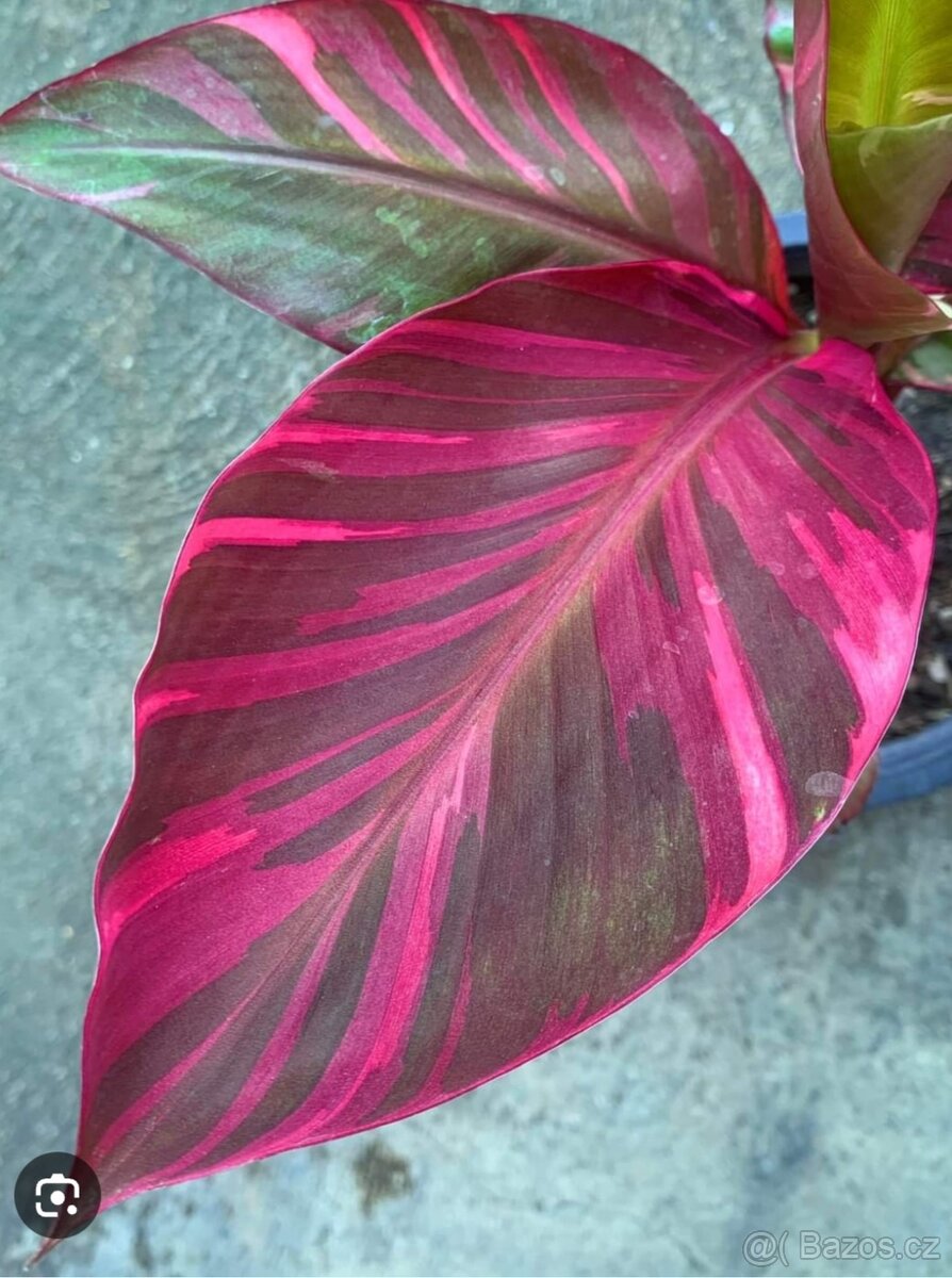 Banánovník Florida var., Nono pink - 3