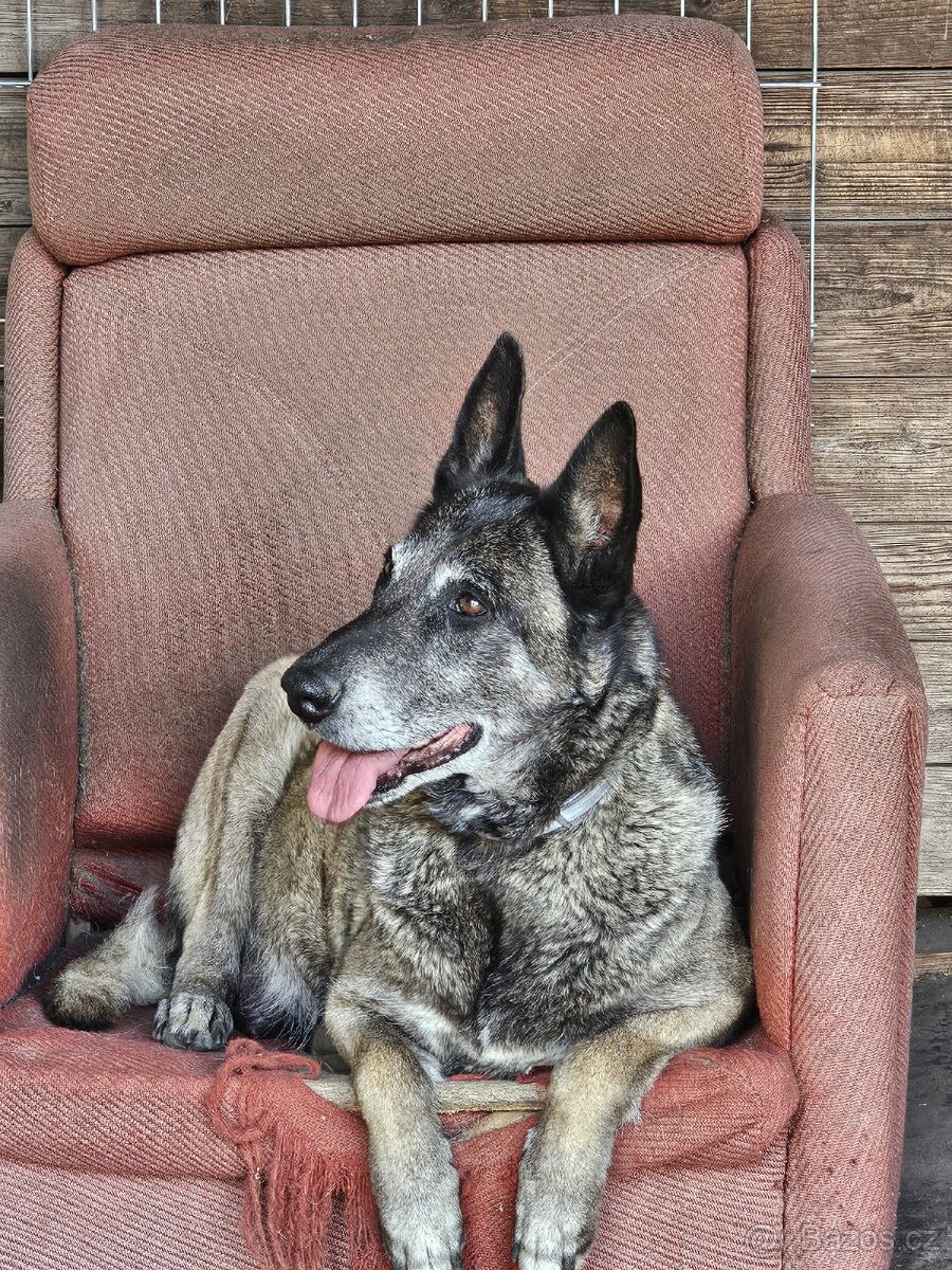BO Malinois bez pp - 3