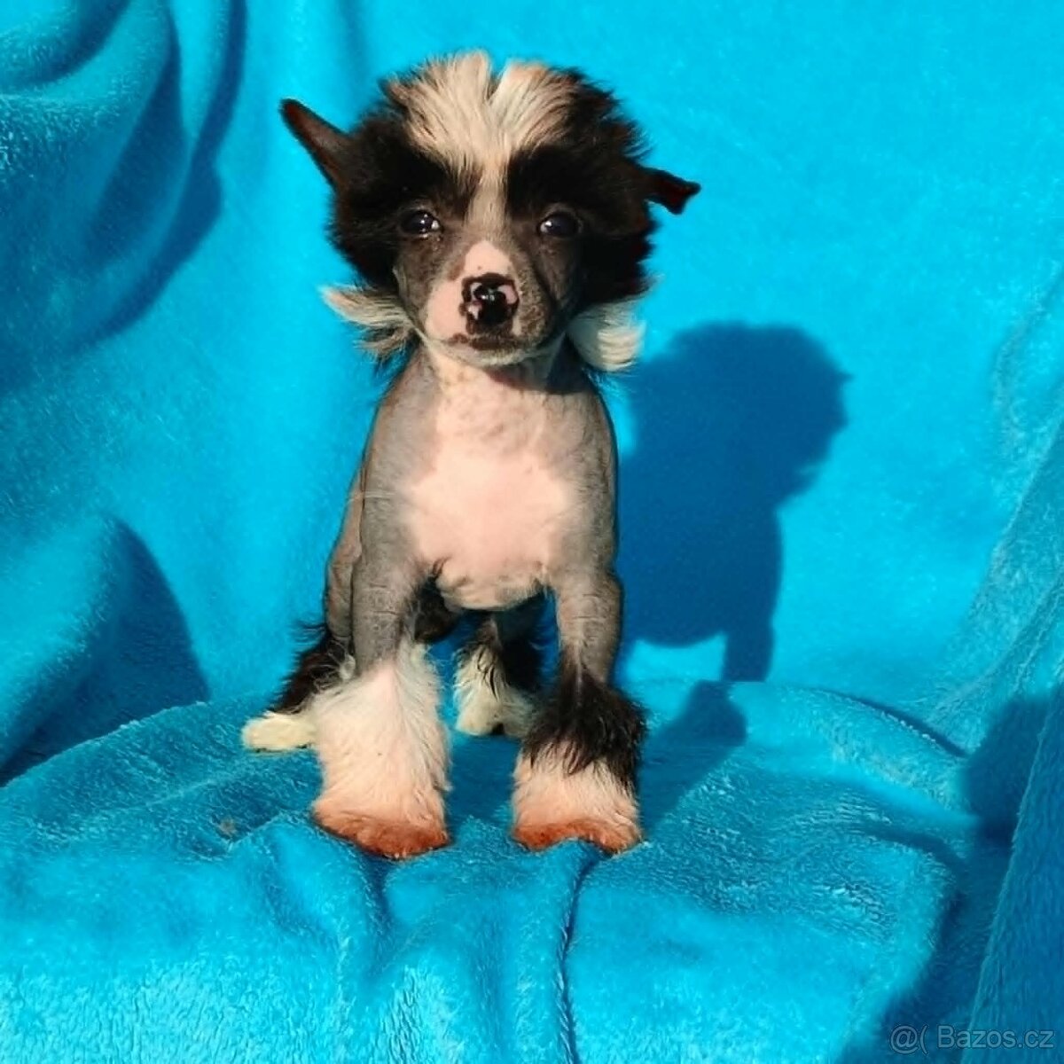 Čínský chocholatý pes naháček s pp - 3