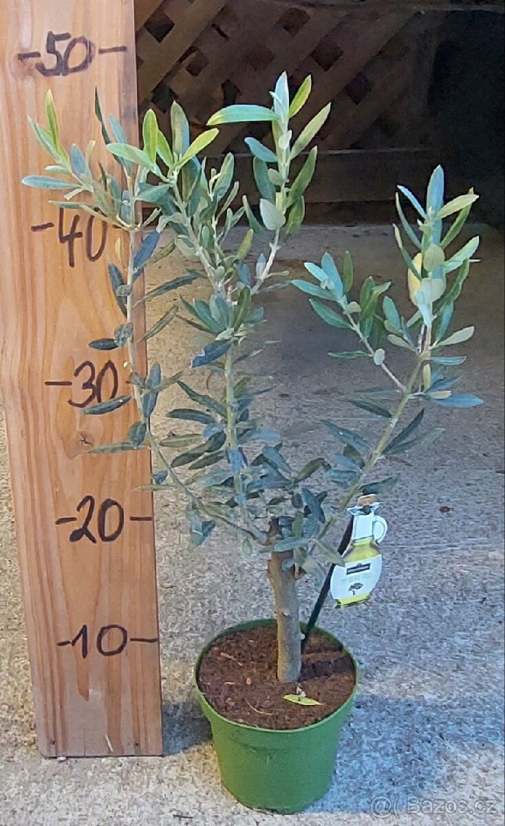 Olivovníky různé velikosti - 3