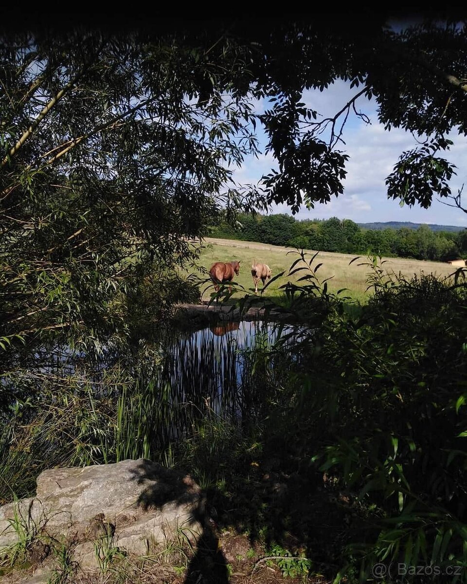 Pastevní ustájení na ranči Mítov - 3