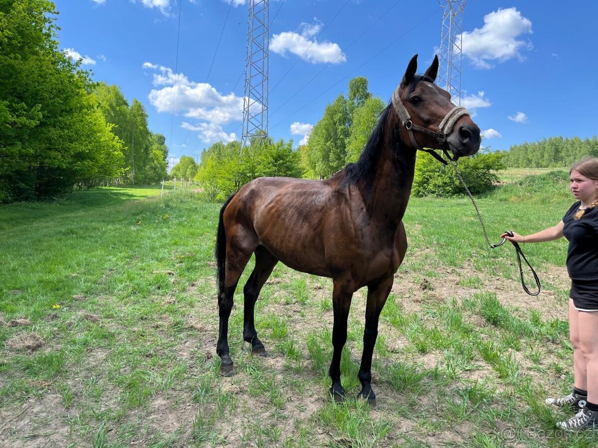 Malopolská klisna, 12 let - 3