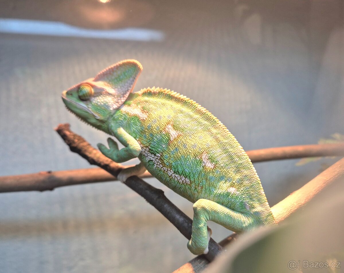 Chameleon Jemenský samec - 3