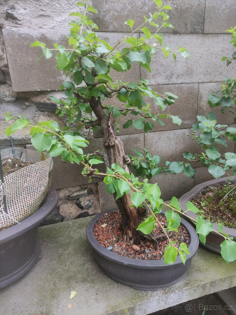 Bonsai - 3