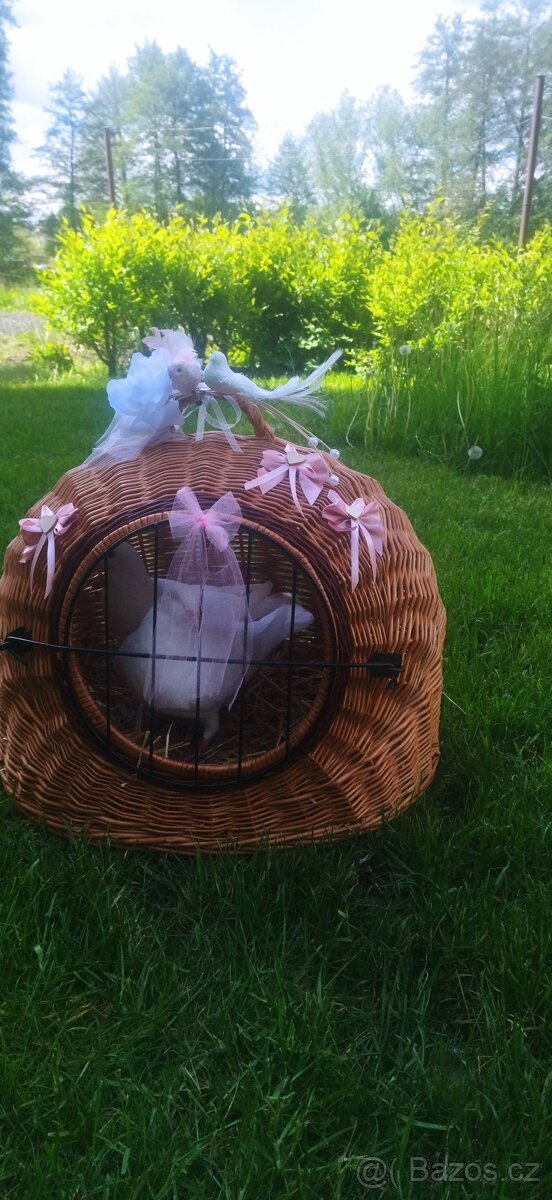 Svatební holoubci, okres Domažlice - 3