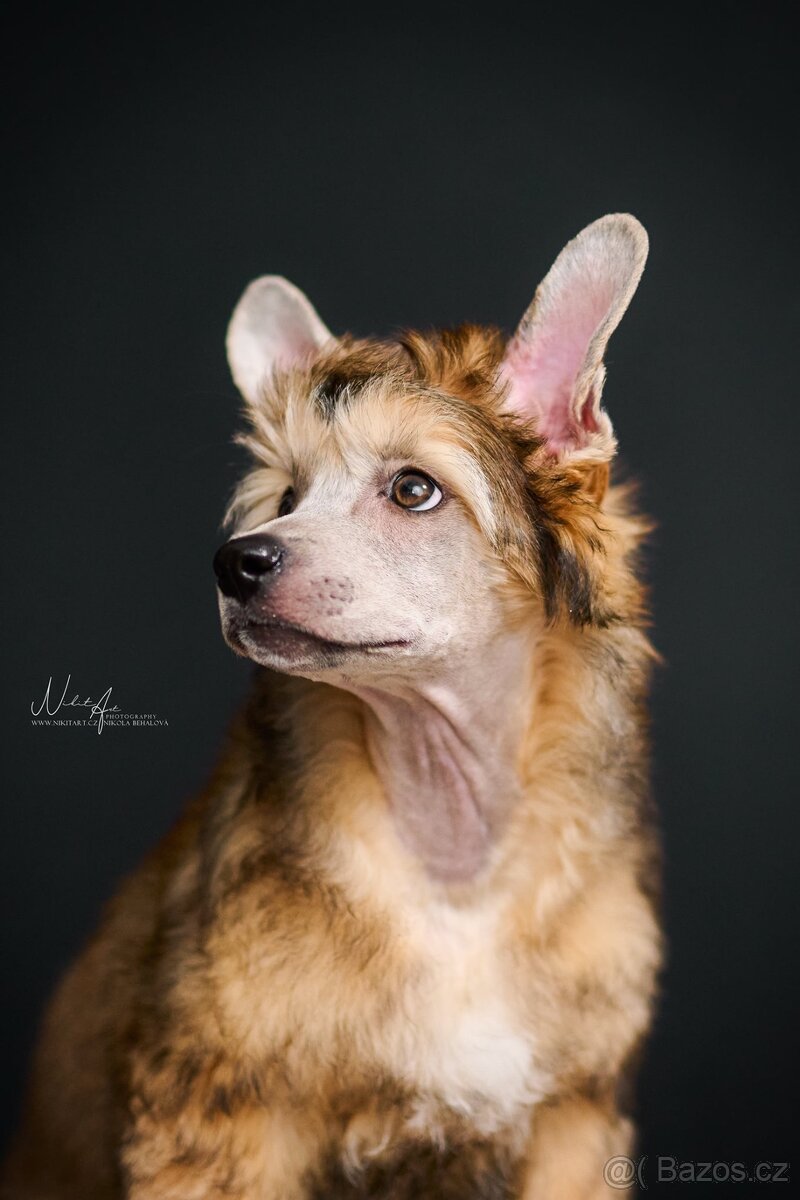 Čínský chocholatý pes / štěně / labutěnka - 3