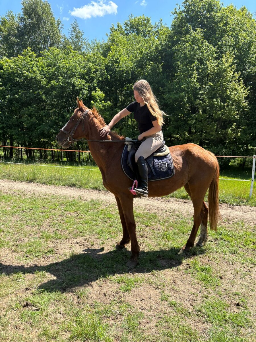 14letá klisna SP - 3