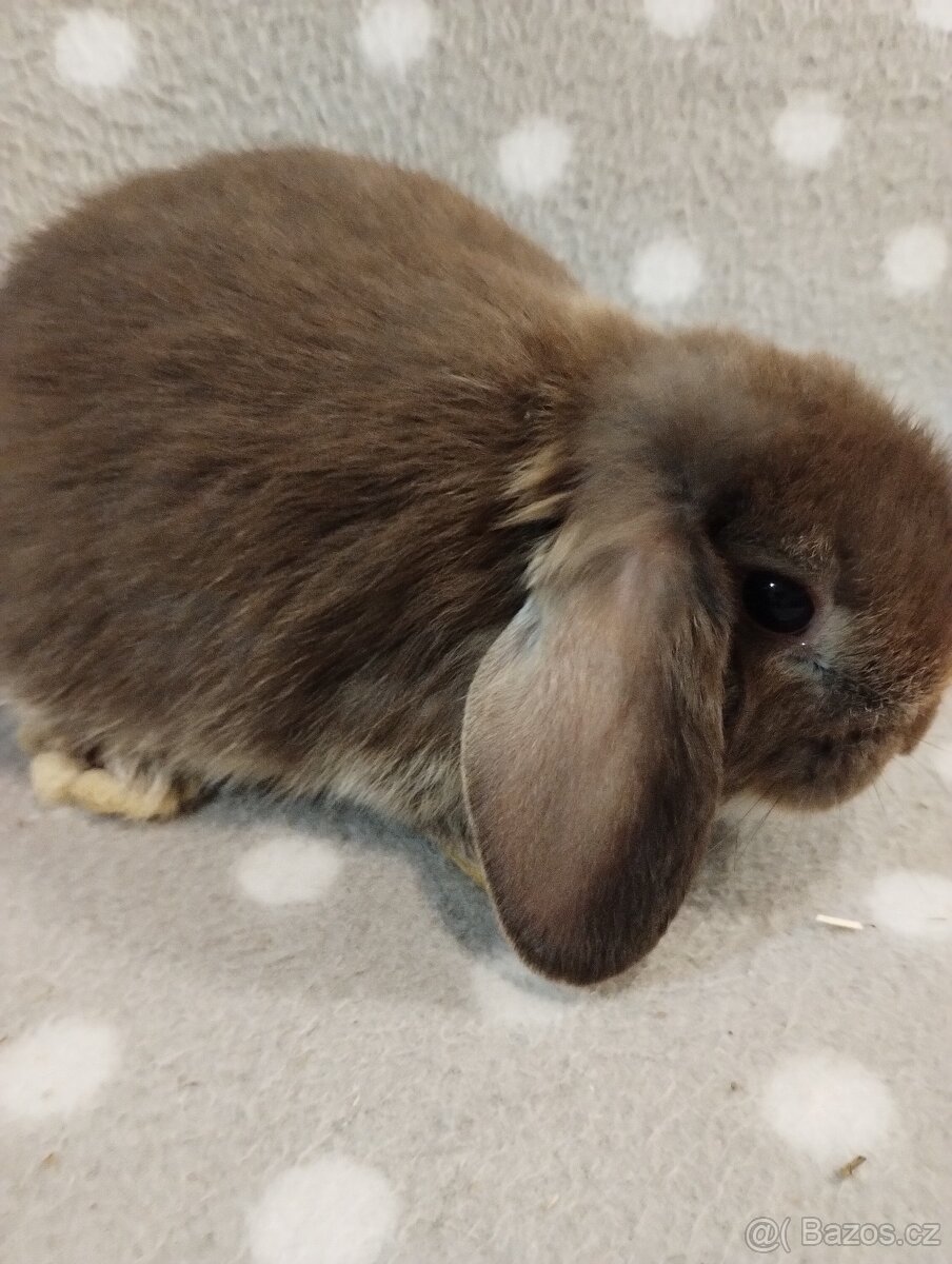 Prodám miminka minilopů - 3