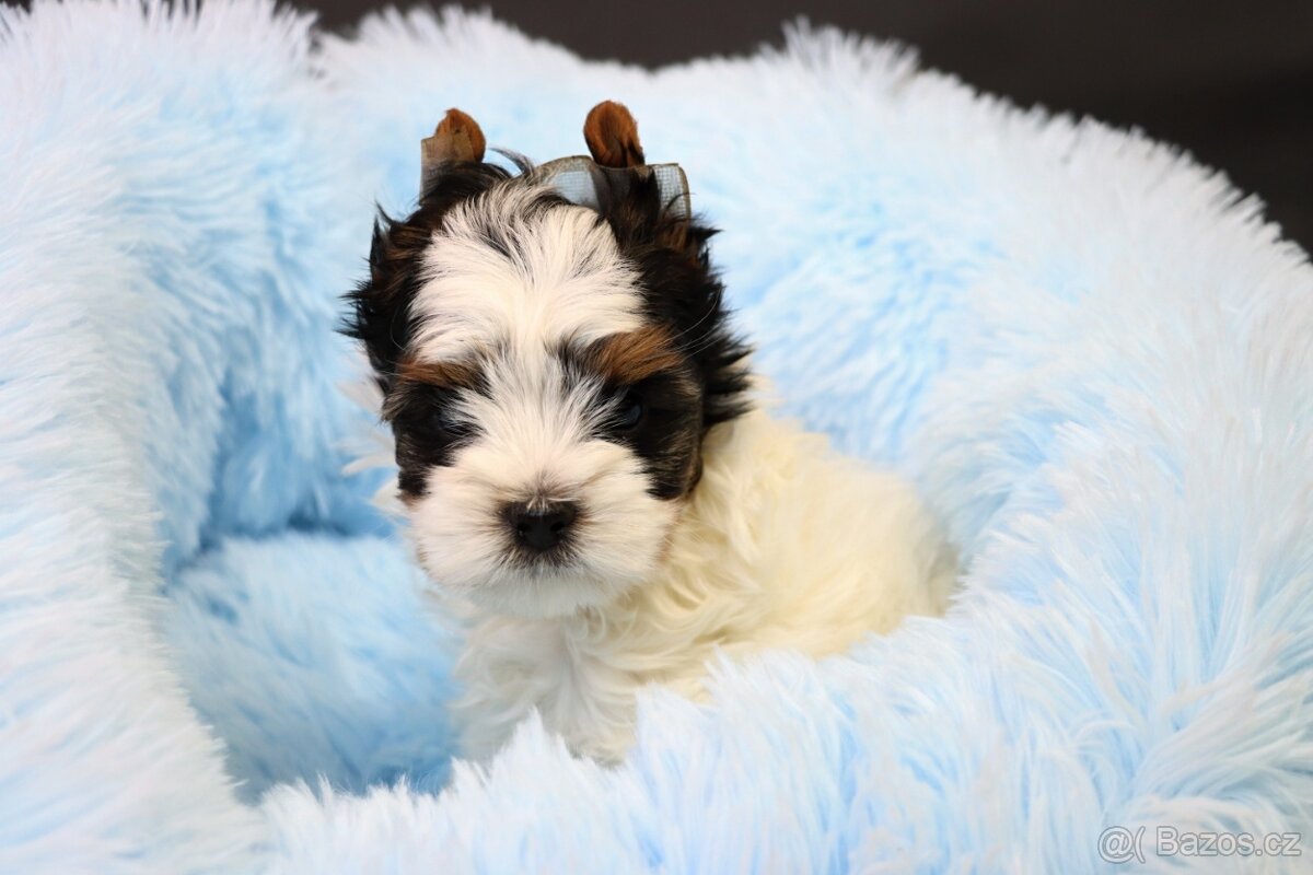 Biewer jorkšírský teriér - pejsek - 3