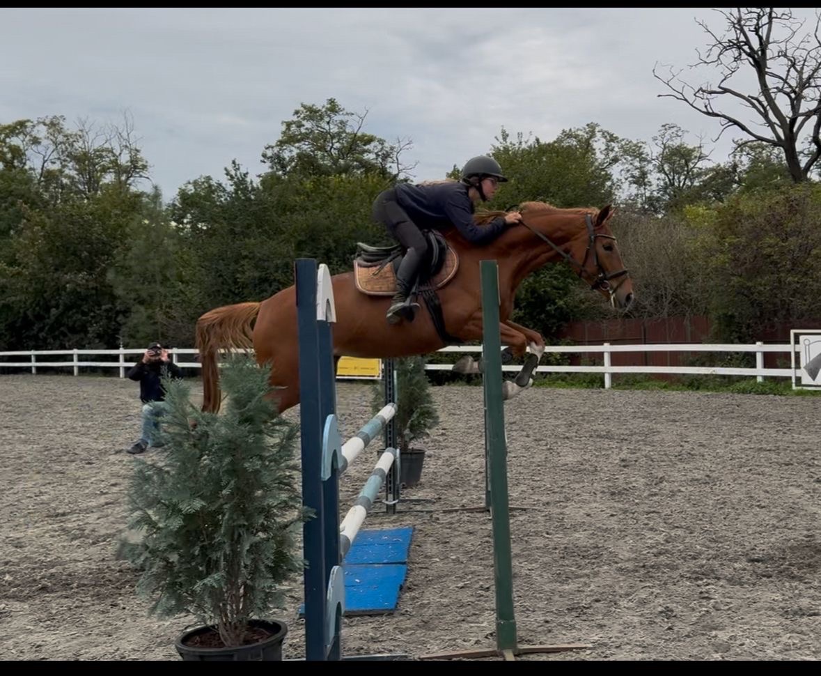 Hodna 4 leta klisna - 3