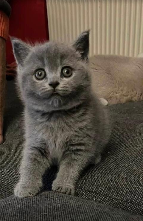 Koťata britská modrá - 3