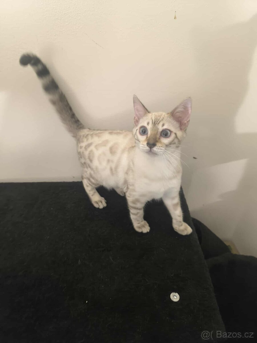 Bengálská kočka, koťata, kocourek 🐆 - 3