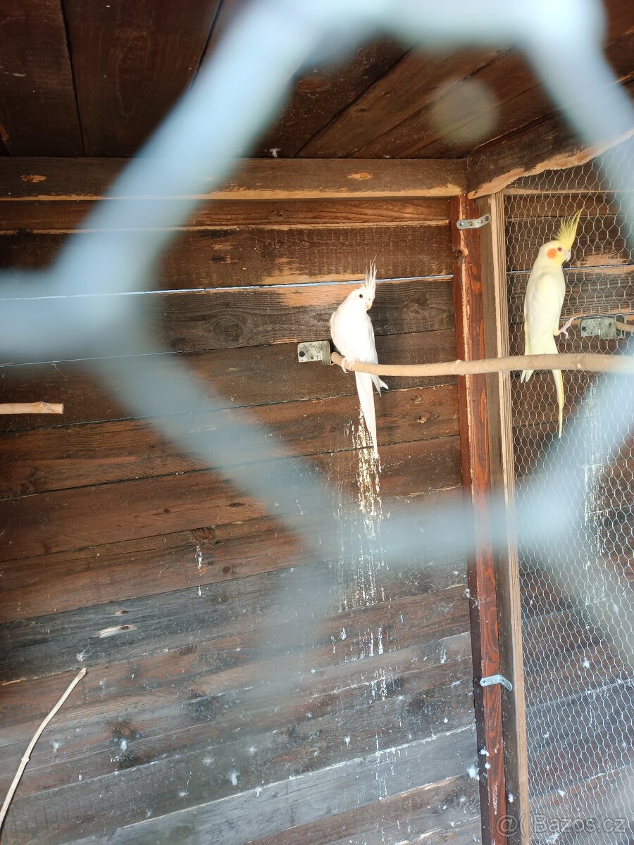 Korela chocholatá - pár - 3