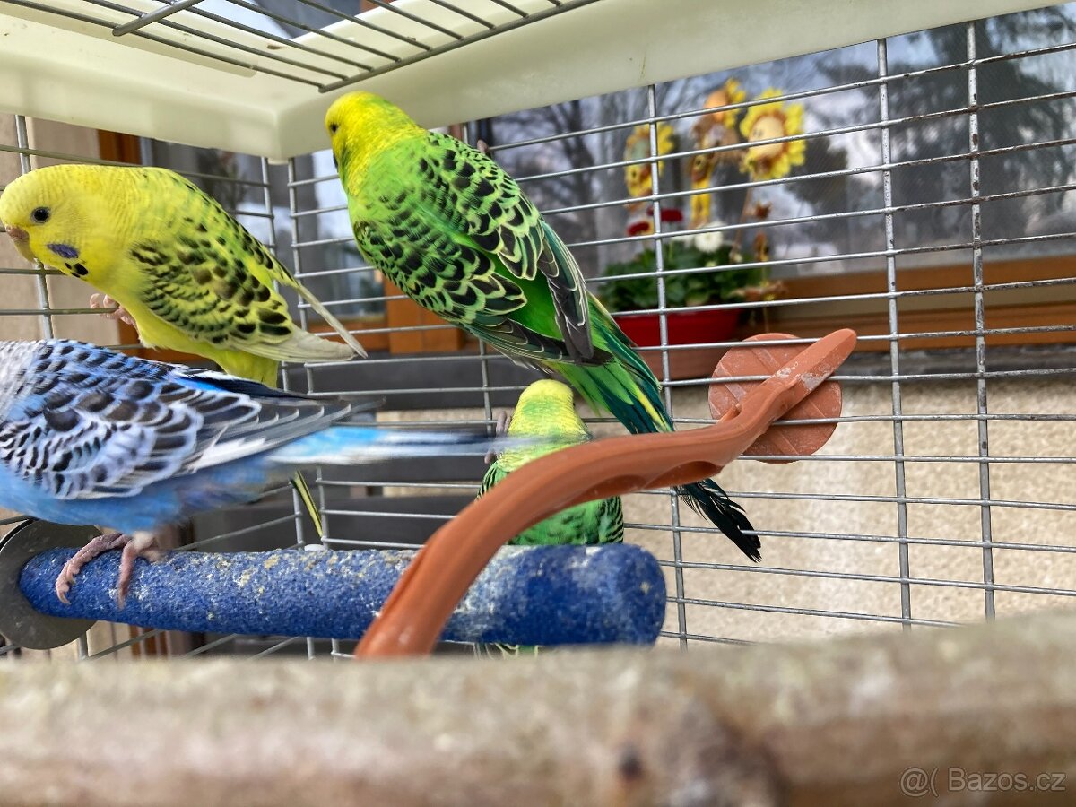 ANDULKA VLNKOVANÁ - 3