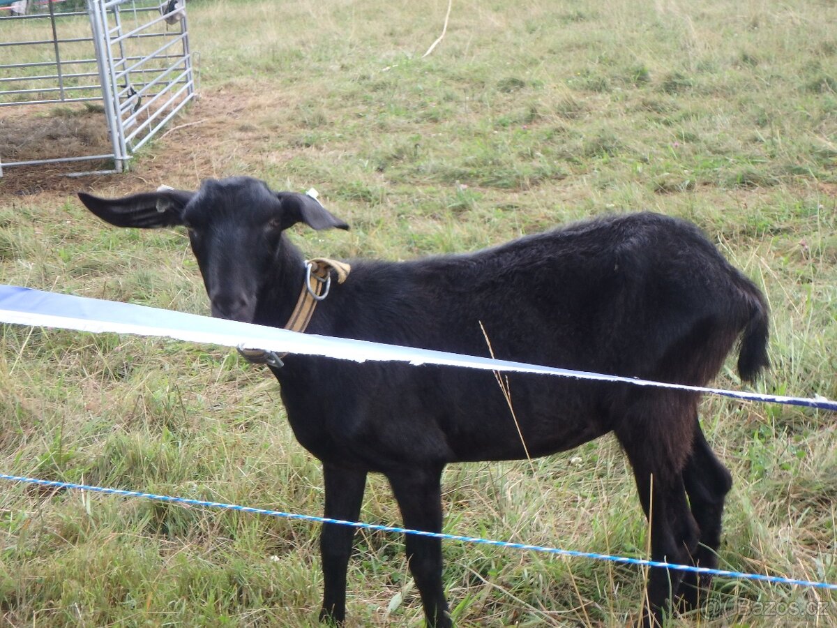 koza k připuštění - 3