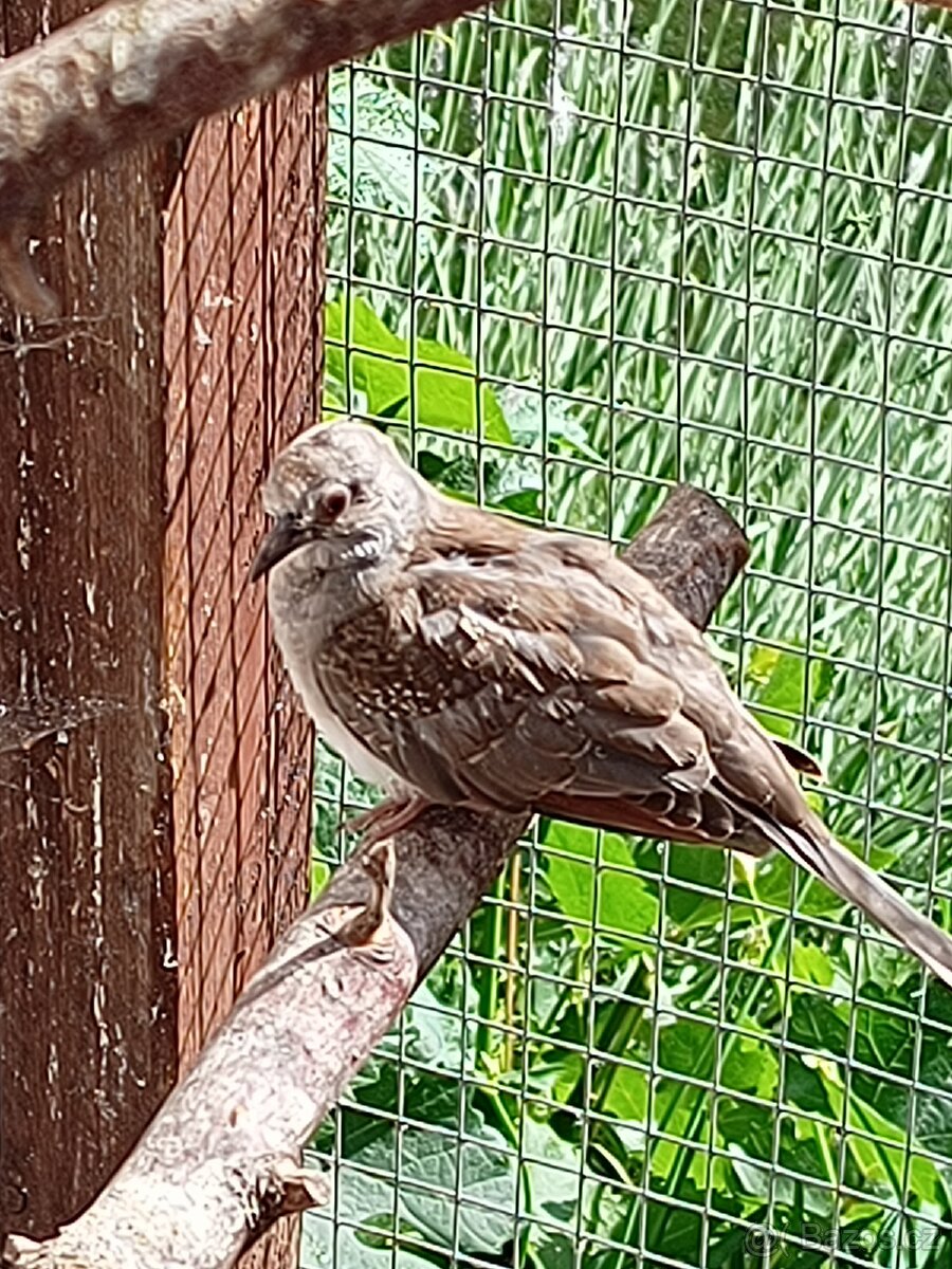 Holoubek diamantovy - 3