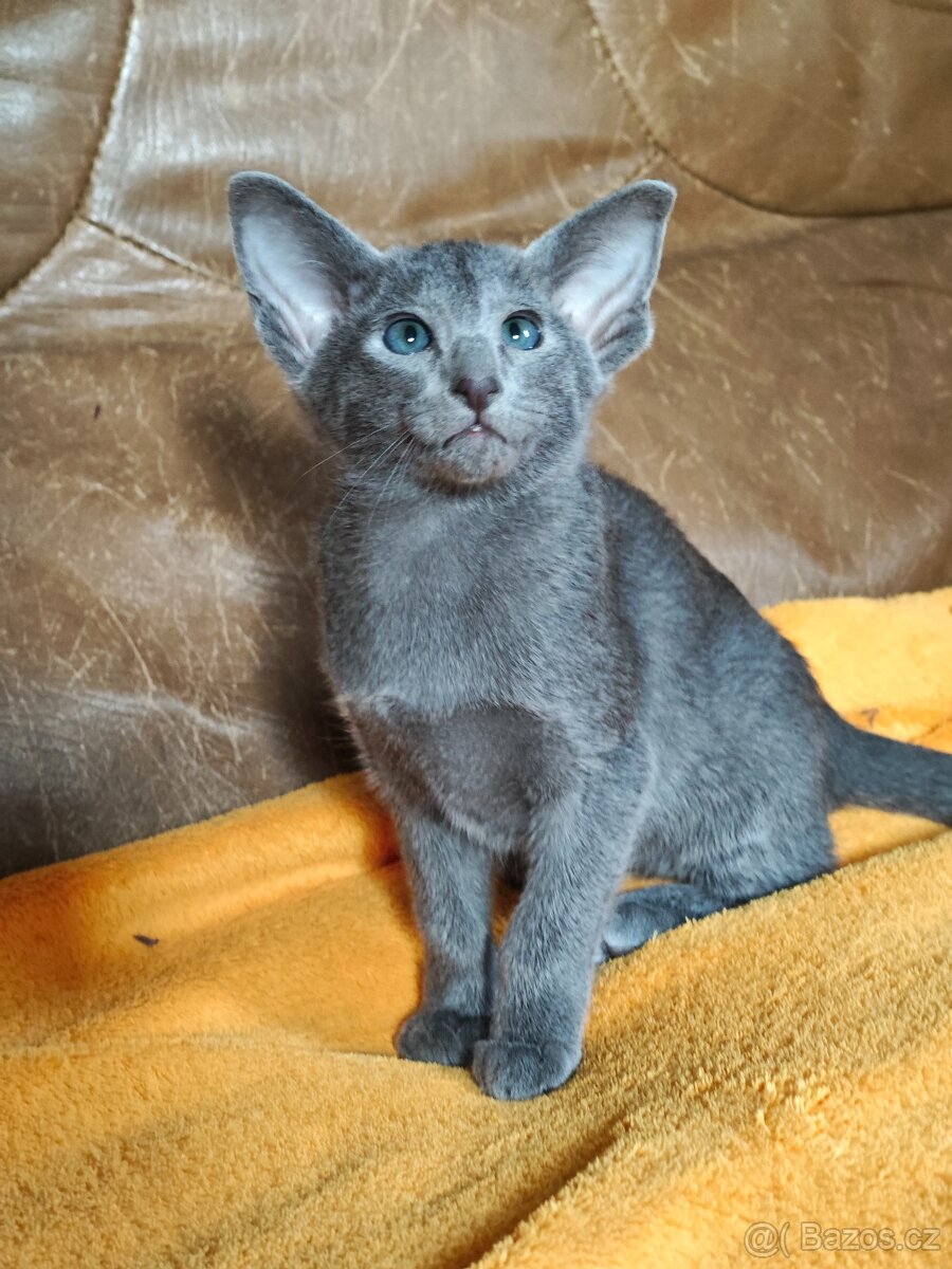 Orientální kočky - 3