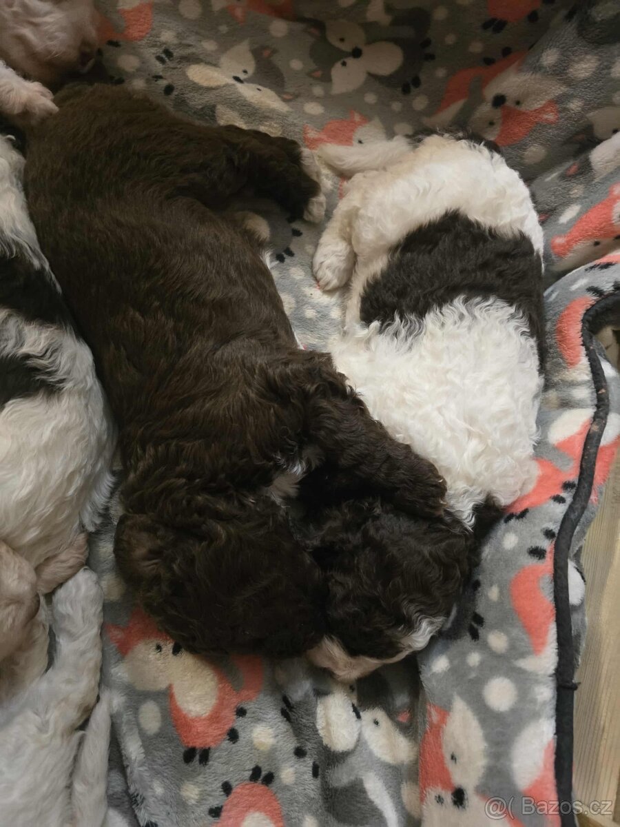Lagotto romagnolo s PP (italský vodní pes) - 3