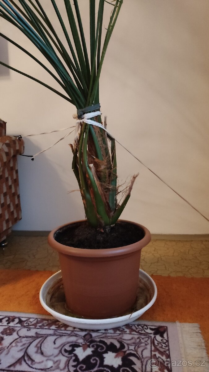Vzrostlá "pokojová" palma - 3