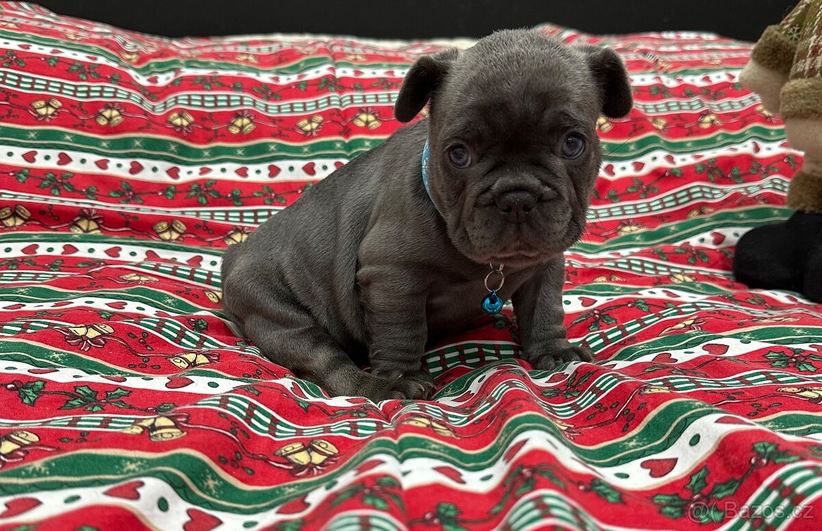Francouzský buldoček - 3