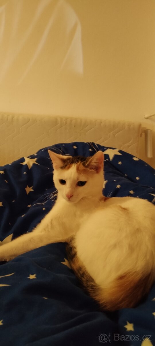 Darují Kočičku - 3