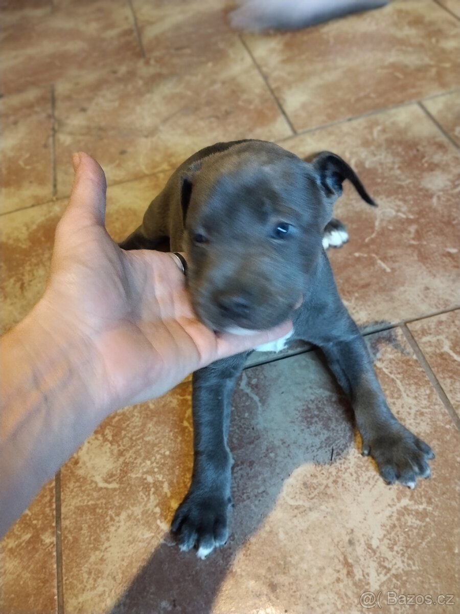 Štěňata Stafford - 3