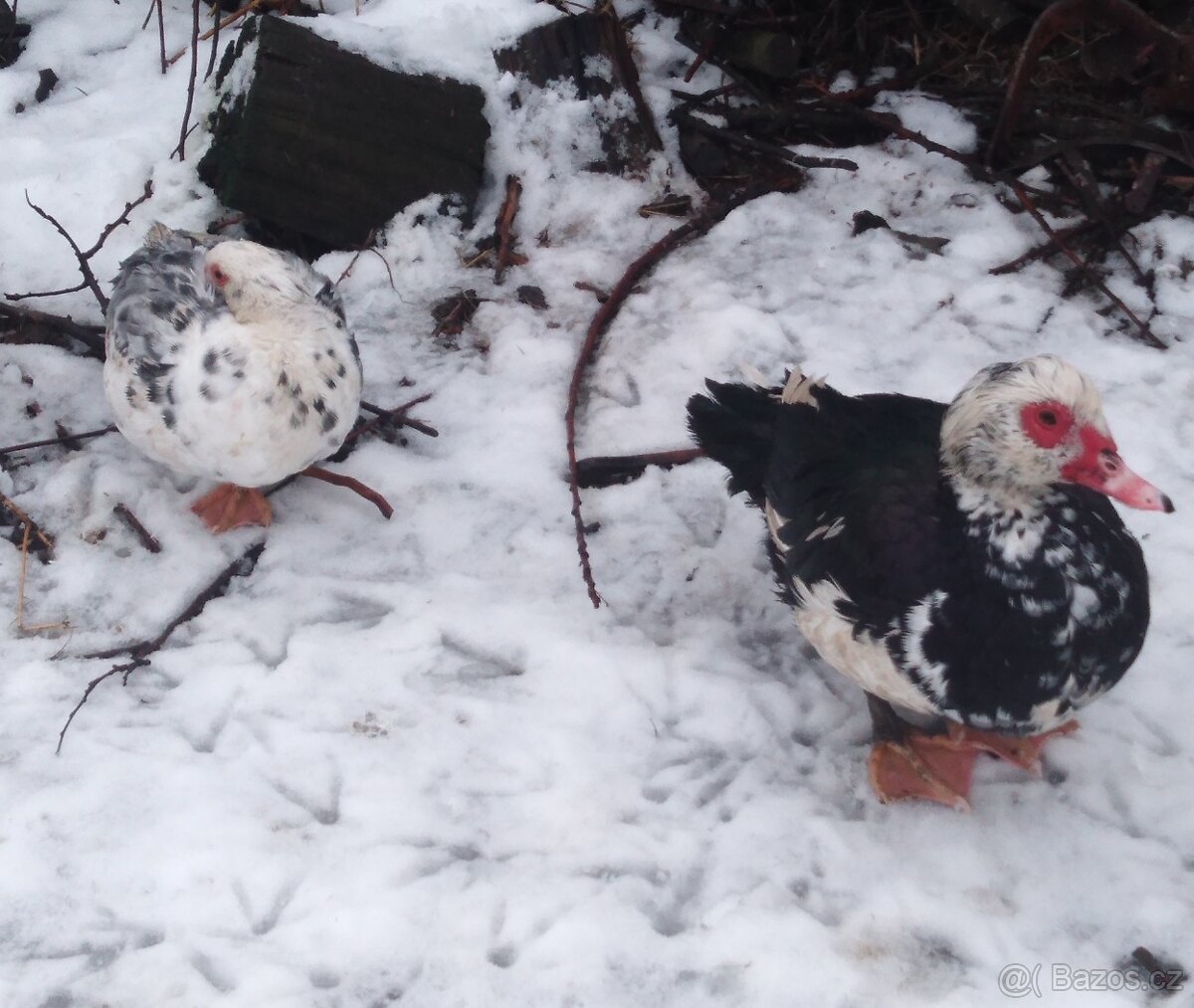 Kachny a kačeři - 3