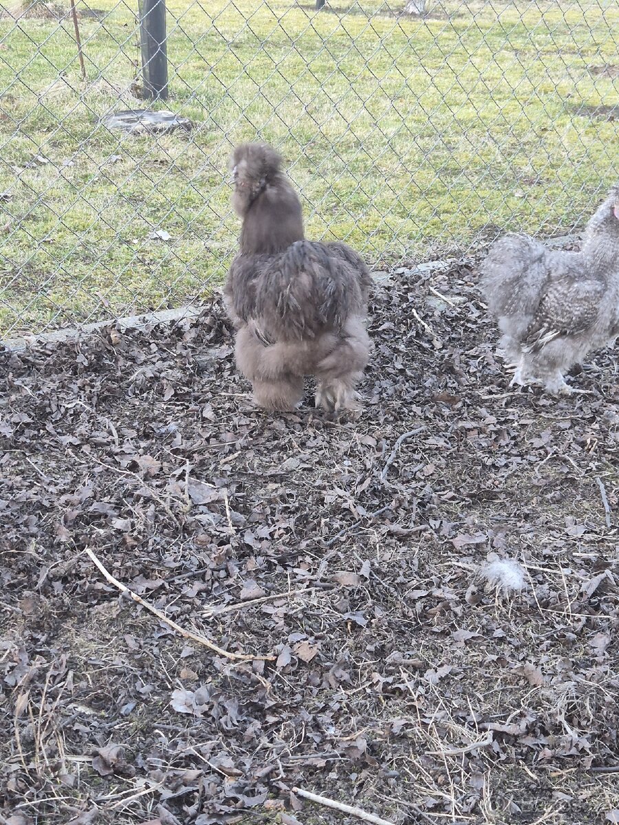 Hedvábnička kohout - 3