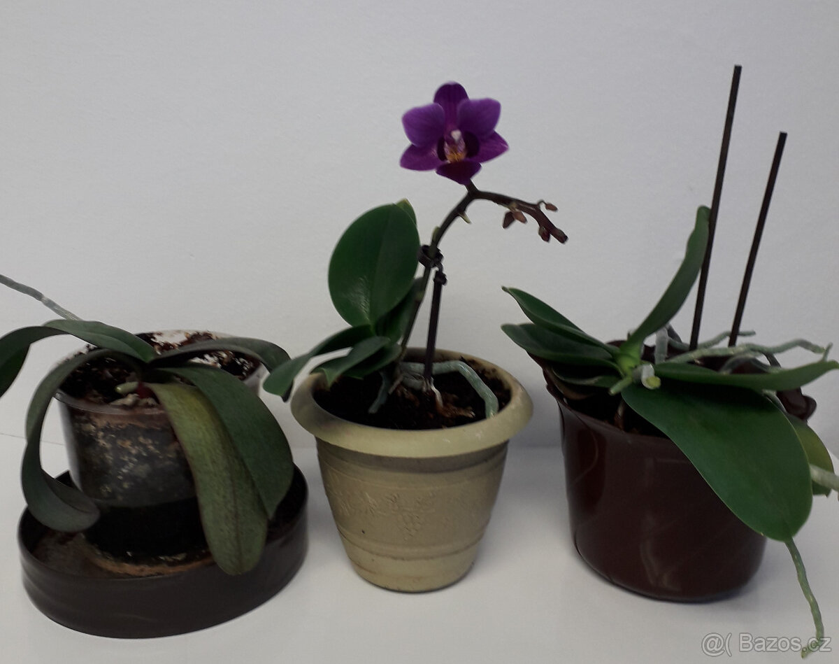 pokojové květiny - 3