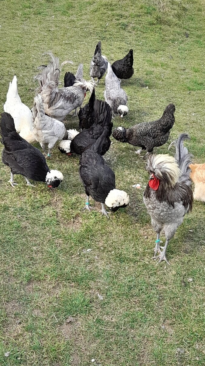 Kohout holanďanek - 3