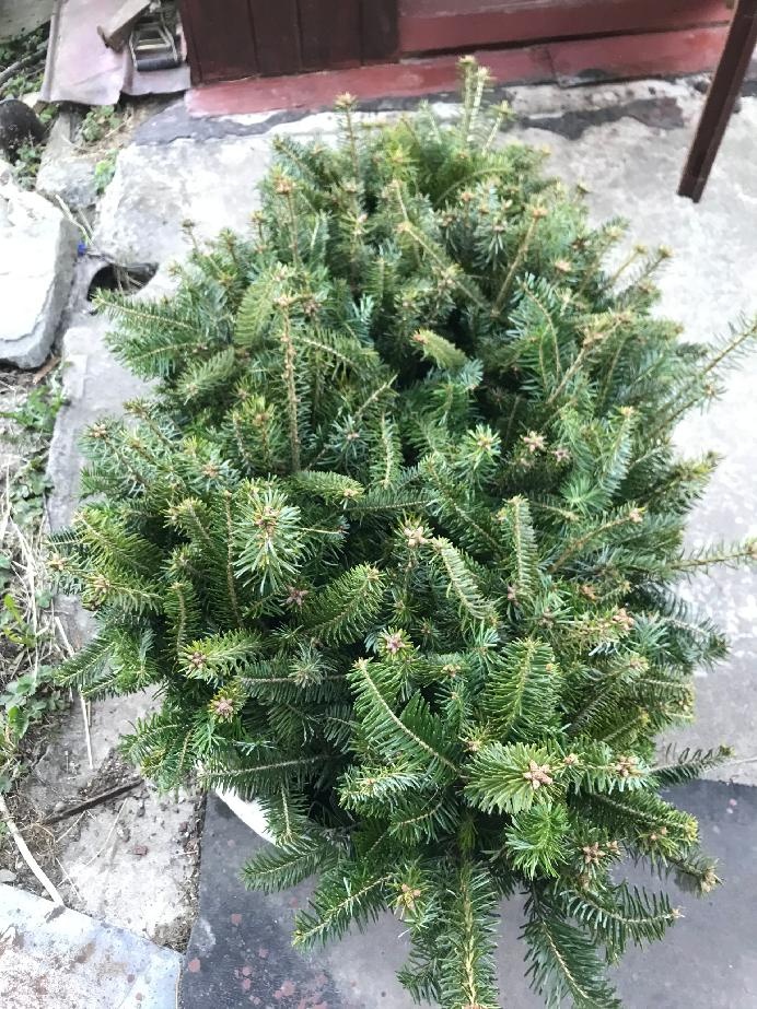 Prodej okrasných jehličnanů - 3