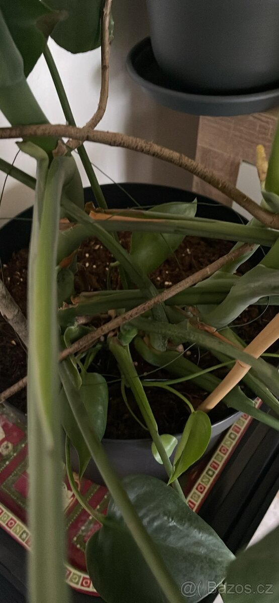 Monstera Teplice rostlina - 3