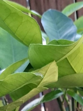 Pomelo, Citrus grandis, citrusy, stromky - 3