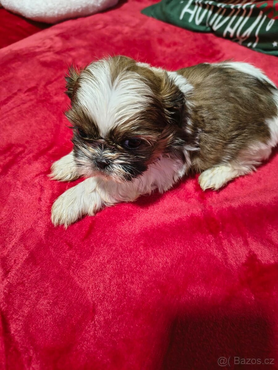 Shih-tzu Shih Tzu - 3