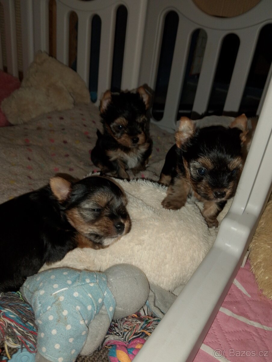 Jorkšírský teriér - 3