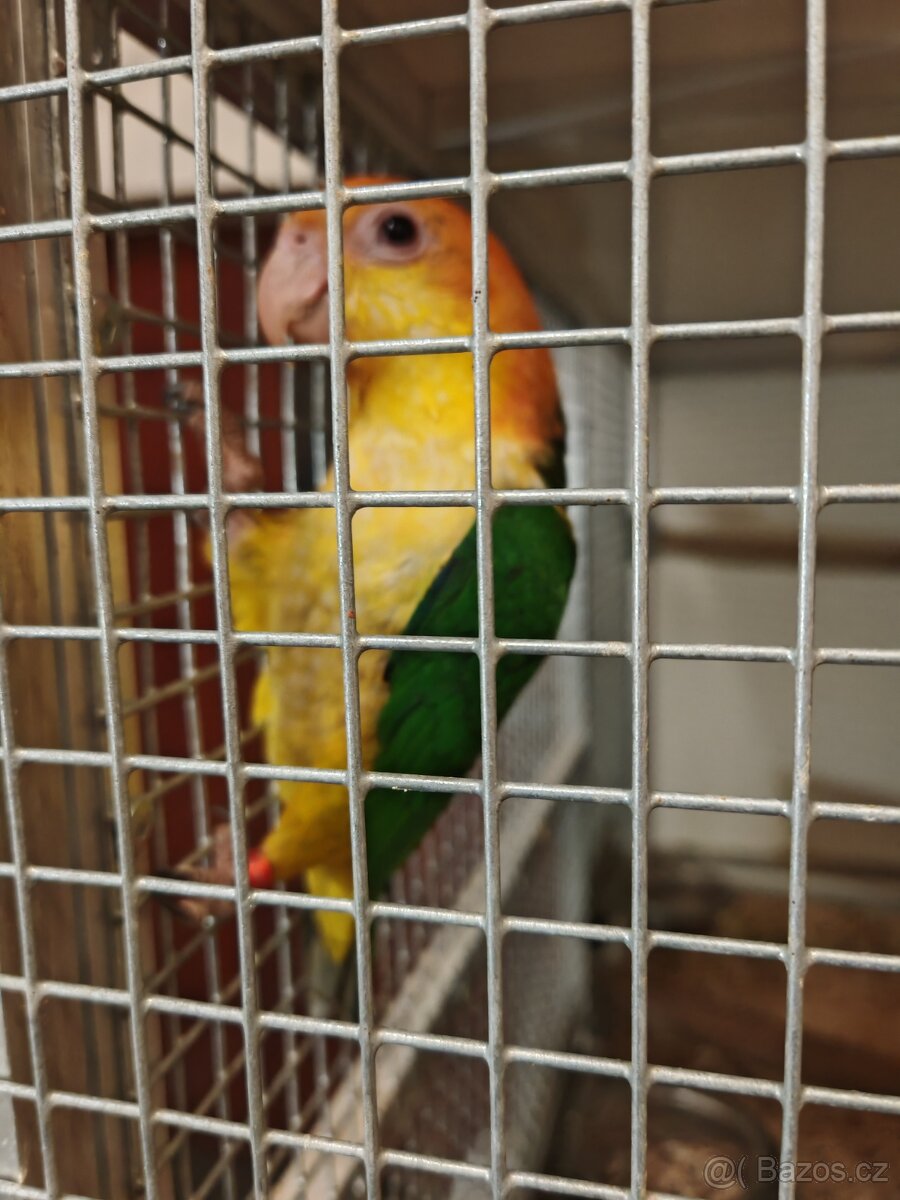 Amazonek bělobřichý - 3